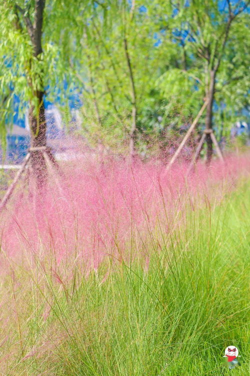 紫色的花海， 隐藏的故事