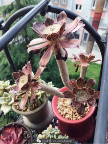 雪晃星缀化养护攻略，爆款花卉养植秘籍