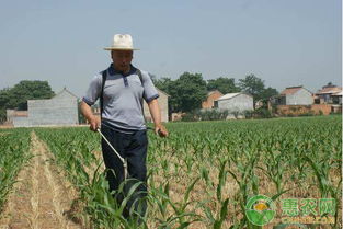 北方玉米种植技巧