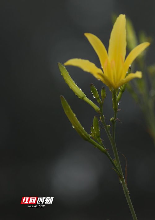 春天花开满院的美丽幻想