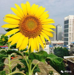 1.2 向日葵：阳光下的向日葵