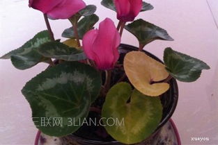 叶子发黄的原因探秘