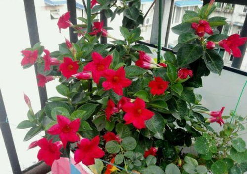 灯笼花适合施什么肥料来促进其开花和生长