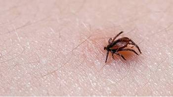 死蜱是什么鬼？