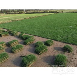 马尼拉草坪， 适应性强