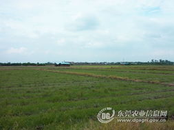 南昌地区适合种植的草类有哪些？