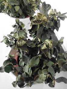 阳台栀子花突然变黄怎么办？三步诊断手册嫩拯救夏日清香吗？