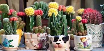 仙人掌抗污染， 夜间补氧气