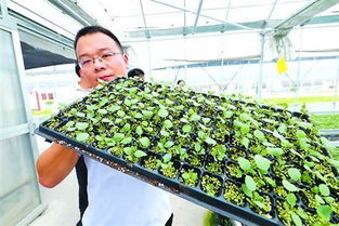 大棚蔬菜种植，高收益蔬菜推荐