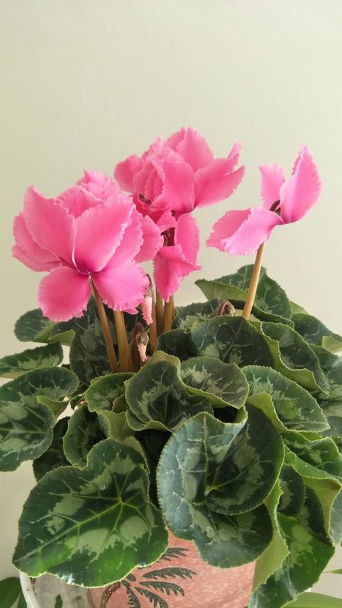 北方花友常问：