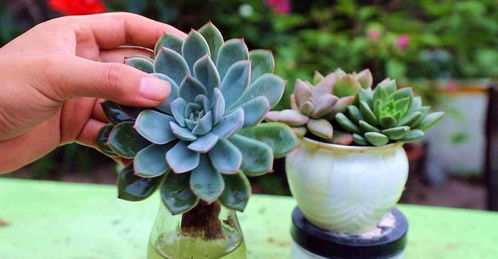 分塘技巧，提高存活率