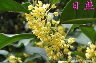 成都市花是桂花，这花香飘千里