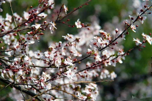 紫叶李的花期通常从什么时候开始，能持续多久