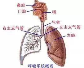 这套三药组合，Neng有效治疗蓝耳和呼吸道混合感染吗？