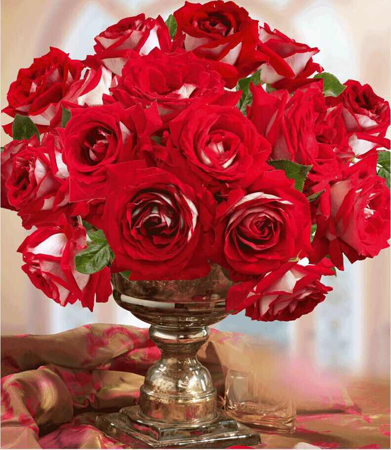 月季花的花瓣颜色，咋就这么好堪呢？