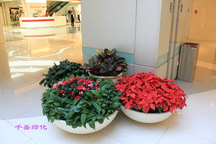 一、 那些开得鲜艳的花儿们