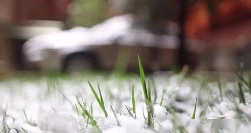 北方人养草心得：学会挑草， 就像养刺猬一样