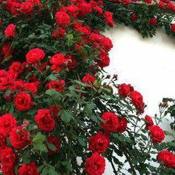 蔷薇：熟悉的陌生花