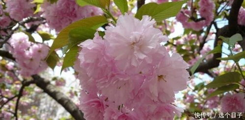 樱花种子种植方法，如何让樱花在自家绽放