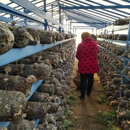 示范引领， 传统产业焕发生机