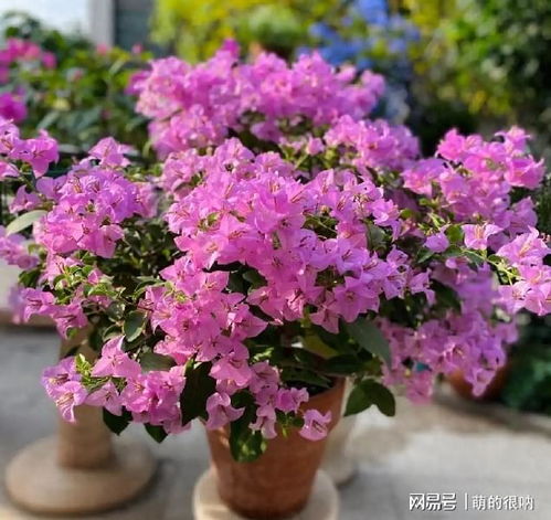 三角梅，艳丽绽放的使者