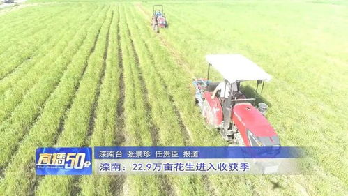 花生种植收获的奥秘