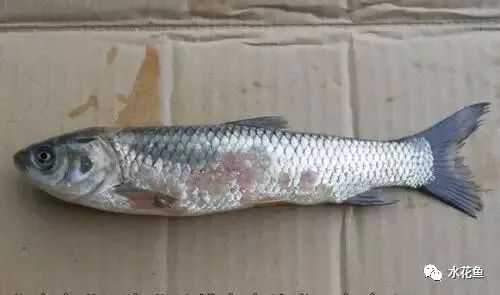 草鱼灰霉病的那些事儿