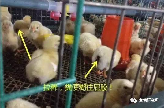雏鸡糊肛处理技巧，快速解决养殖难题