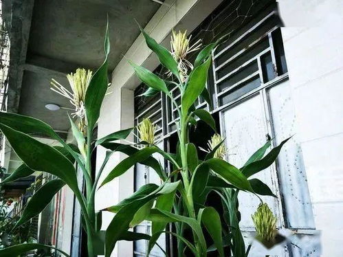 富贵竹开花时间及养护技巧详解，种植时需注意的问题及其开花周期分析！