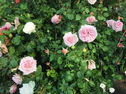 月季的魔力，是否真的存在？