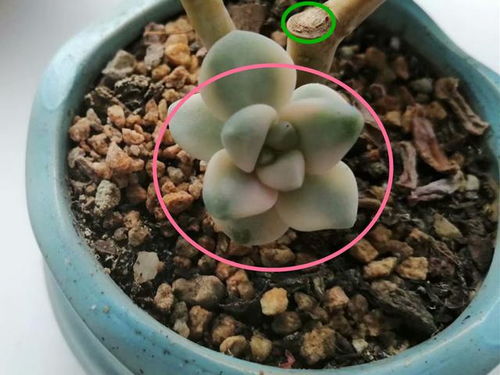 春天里 多肉的温馨小家