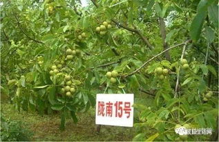 施田普除草剂对核桃树有危害吗？对核桃树的生长有影响吗？