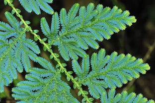 揭秘奇怪植物，颠覆你的视觉认知