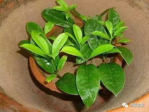 扦插时间：5月中下旬