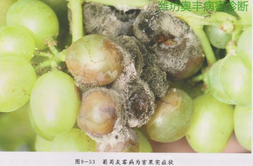 化学防治：药的威力