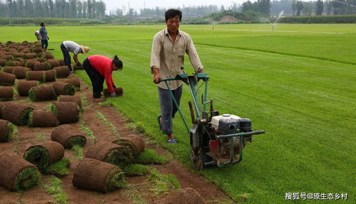不耕地种草，你信吗？