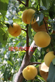 早熟品种：满足市场需求