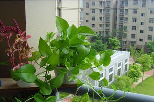 室内植物：绿萝是首选