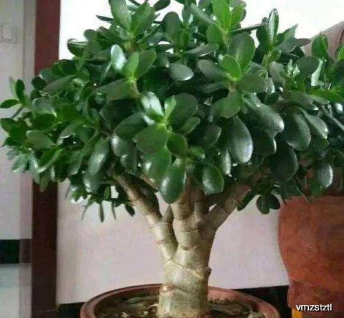 玉树施肥，基肥篇