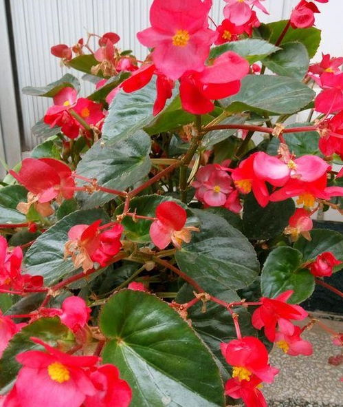 四季海棠的美观与花期