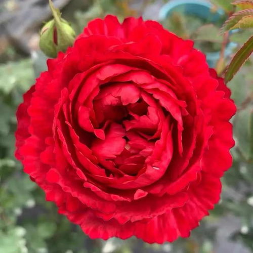 真彩230：红色藤本月季的盛宴