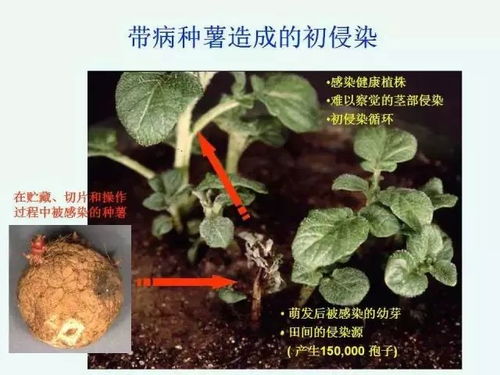马铃薯晚疫病防治技术有哪些具体措施