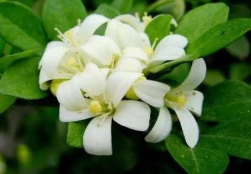 九里香花期超长，四季花开！