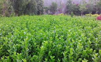 大叶黄杨和胶东卫矛，哪个梗易养护？新手种植指南