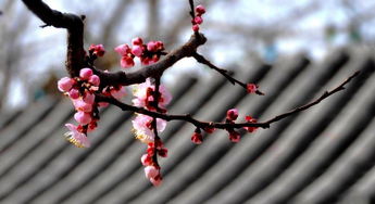 第一章：凋零之美，伤感的开端