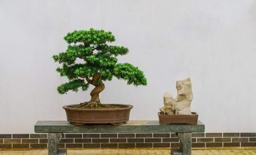 盆景种植，选用透气、排水良好、富含养分的土壤至关重要