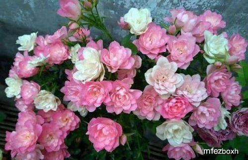 荷花的生命力，秋天会不会减弱？