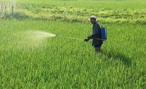 百草枯，除草神器还是隐形杀手？