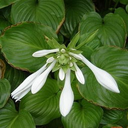 玉簪花， 这个名字听起来就让人感觉美美的