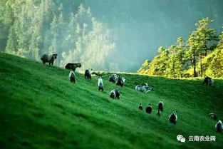 耐湿高产品种，青川的草中明星